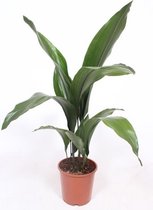Kamerplant van Botanicly – Kwartjesplant – Hoogte: 80 cm – Aspidistra