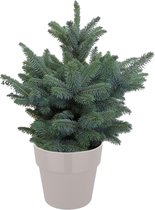 Hellogreen Kleine Mini Kerstboom - Blauwspar - 50 cm - Elho B.For grijs