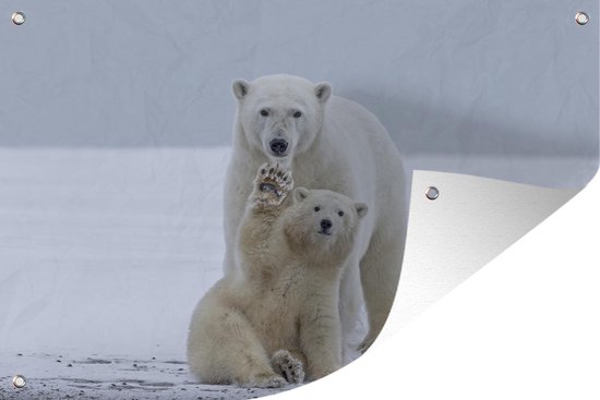 Affiches ours polaire enfant - poster animaux arctique