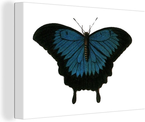 Illustration d'un papillon bleu foncé avec un papillon noir 120x80 cm -  Tirage photo... | bol
