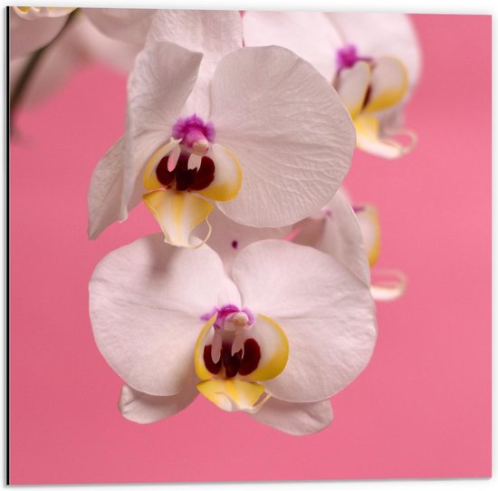 Dibond - Wit met Roze Orchidee  - 50x50cm Foto op Aluminium (Met Ophangsysteem)