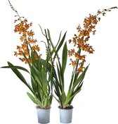 Mama's Planten - Oncidium Catatante - 2 Stuks - Orchidee - Geeft Sfeer En Kleur - ↨ 60cm - ⌀ 12cm