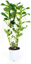 FloriaFor - Dendrobium Nobile Apollon 3T - - ↨ 50cm - ⌀ 12cm