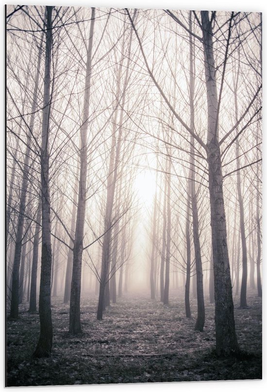 Dibond - Mistige Kale Bomen - 60x90cm Foto op Aluminium (Met Ophangsysteem)