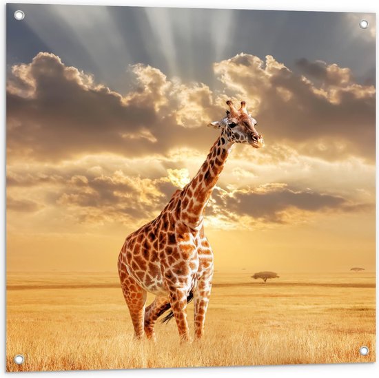 Tuinposter – Giraffe in Landschap met Stralen Licht - 80x80cm Foto op Tuinposter  (wanddecoratie voor buiten en binnen)