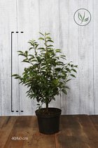 10 stuks | Portugese Laurier Pot 40-60 cm - Bloeiende plant - Compacte groei - Insectenlokkend - Populair bij vogels - Vruchtdragend - Wintergroen