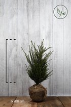 10 stuks | Taxus baccata Kluit 60-80 cm Extra kwaliteit - Formele haag - Geschikt voor vormsnoei - Vruchtdragend - Weinig onderhoud