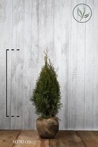 10 stuks | Westerse Levensboom 'Smaragd' Kluit 60-80 cm Extra kwaliteit - Compacte groei - Langzame groeier - Weinig onderhoud