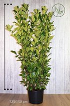 10 stuks | Laurier Rotundifolia Pot 125-150 cm Extra kwaliteit | Standplaats: Half-schaduw | Latijnse naam: Prunus laurocerasus Rotundifolia