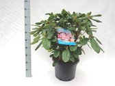 10 stuks | Rhododendron Scintillation Pot 60-70 cm Extra kwaliteit | Standplaats: Half-schaduw | Latijnse naam: Rhododendron Scintillation