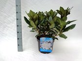 10 stuks | Rhododendron Gomer Waterer Pot 40-50 cm Extra kwaliteit | Standplaats: Half-schaduw | Latijnse naam: Rhododendron Gomer Waterer
