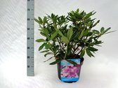 10 stuks | Rhododendron Catawbiense Grandiflorum Pot 40-50 cm Extra kwaliteit | Standplaats: Half-schaduw | Latijnse naam: Rhododendron Catawbiense Grandiflorum