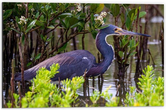 Dibond - Kleine blauwe reiger tussen Waterplanten - 60x40cm Foto op Aluminium (Wanddecoratie van metaal)