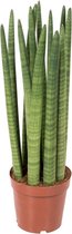 Sansevieria Straight 60 cm