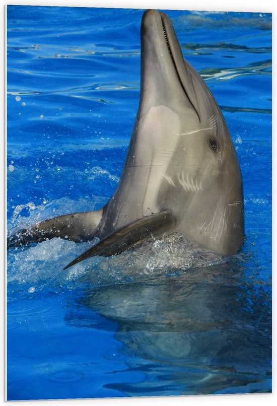 Forex - Hoofd van Dolfijn in het Water - 60x90cm Foto op Forex