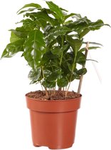 FloriaFor - Koffie Plant - - ↨ 25cm - ⌀ 12cm