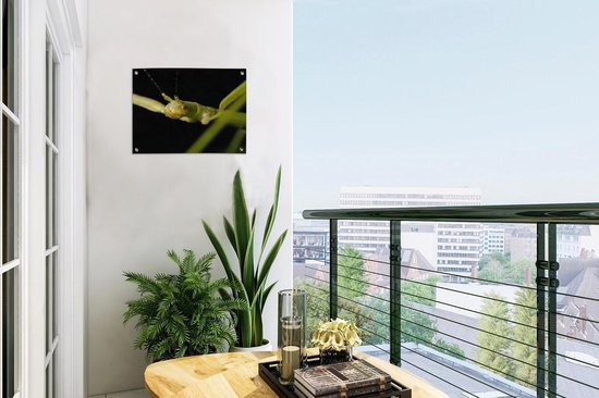Gros plan d'un phasme affiche de jardin 40x30 cm - petit - Toile de jardin / Toile d'extérieur / Peintures d'extérieur (décoration de jardin)