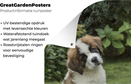 Affiche de jardin chiot Saint Bernard 3 mois toile en vrac 120x180 cm - Toile de jardin / Toile d'extérieur / Peintures d'extérieur (décoration de jardin) XXL / Groot format!