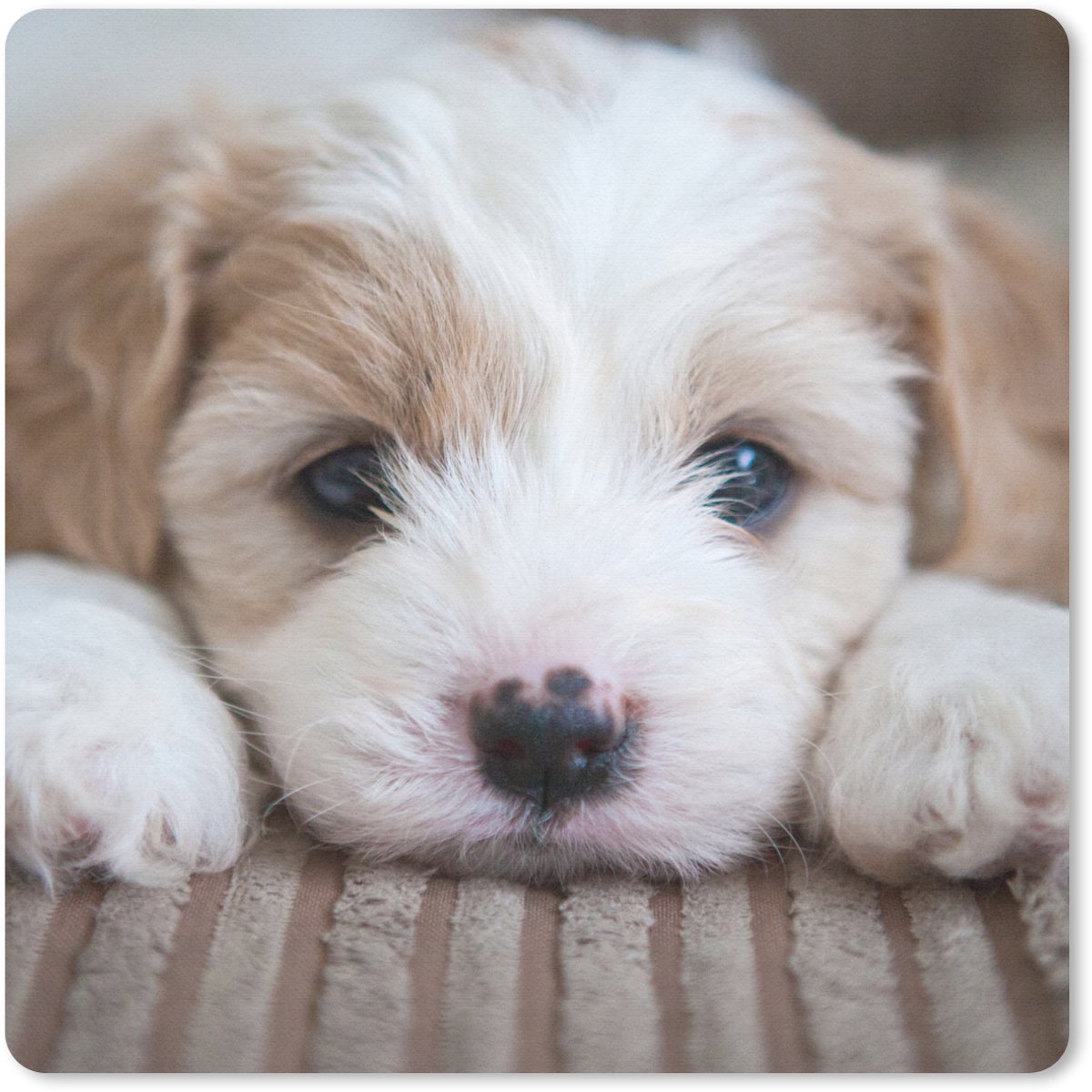 Muismat 30x30 cm - Mousepad Close-up van een Cavachon puppy - Muismatten