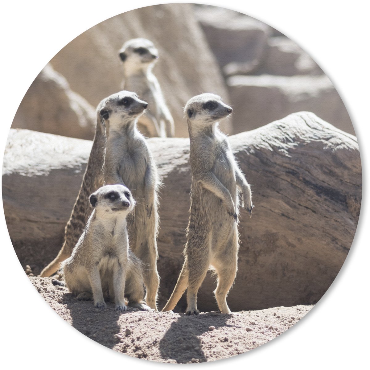 Muismat rond 30x30 cm - Mousepad Familie - Stokstaartjes - Dieren - Ronde muismatten