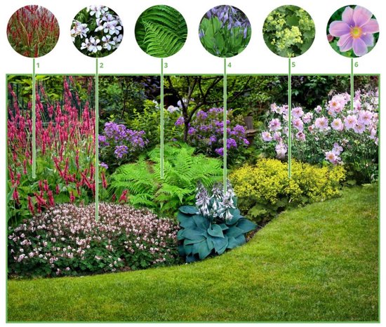 Borderpakket Schaduwtuin (9 planten) - Bijen-Vlinders - Bodembedekkers - Groenblijvend - Snijbloemen - Vaste planten