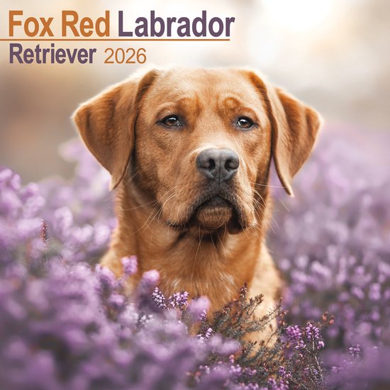 Labrador Retriever Brown A3 Calendrier 2026 Acheter ? Commander facilement Labrador Retriever Brown A3 Calendrier 2026 Acheter ? Commander facilement