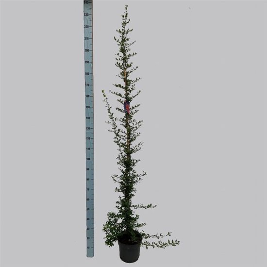 Plants Online - Tuinplanten - Klimplanten - Set van 1 - Pyracantha coccinea 'Red Column' - 7 liter pot - Plant 150-175 cm