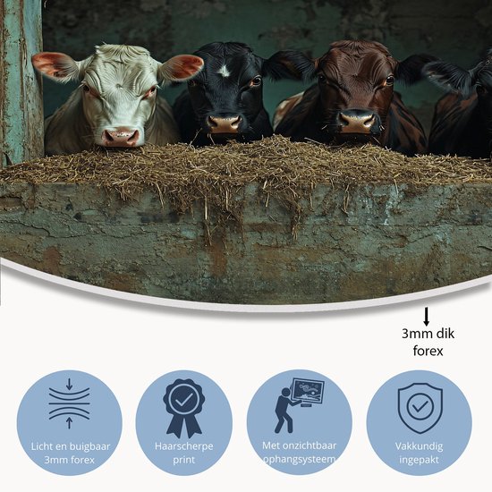 Vier nieuwsgierige koeien in stal - Koeien muurcirkels - Wandpaneel dieren - Realistische kunst - Unieke Forex muurcirkels - Woonkamer wandkunst - muurcirkel forex 80x80 cm