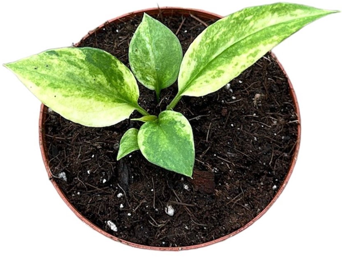 Anthurium Vittarifolium Variegata Kamerplant Potmaat Ø10,5 cm |Vers Van De Kweker