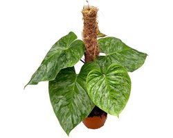 Philodendron Majestic Mosstok Kamerplant Potmaat Ø17 cm |Vers Van De Kweker