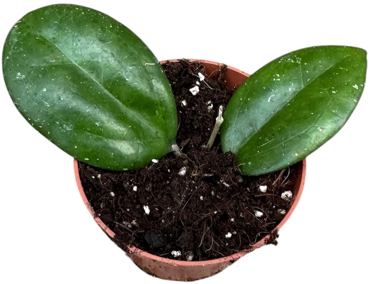 Hoya Cv Joy Kamerplant Potmaat Ø10,5 cm |Vers Van De Kweker