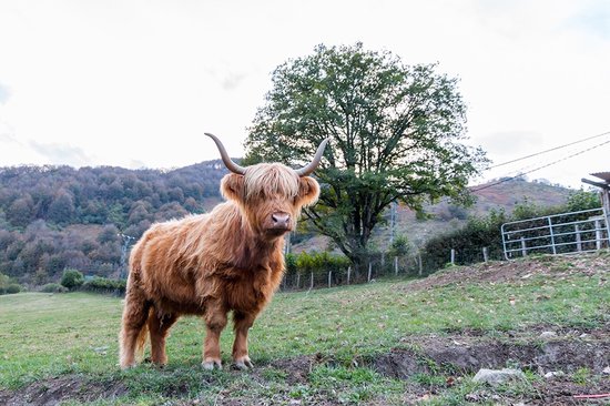 Peel & stick Fotobehang - Majestic Highland Serenity - 250x200 centimeter
