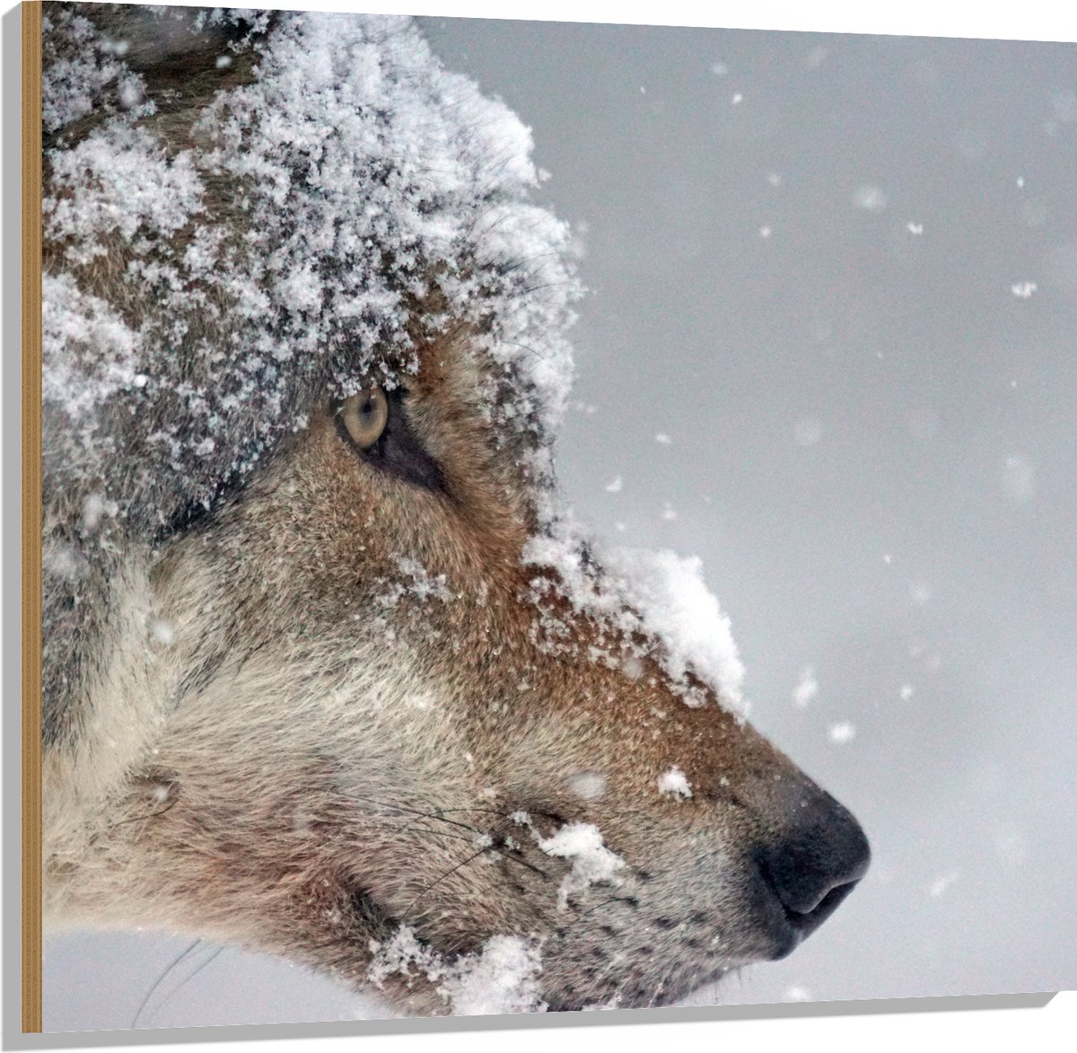 Hout - Vlokken Sneeuw op Kop van Geconcentreerde Wolf - 100x100 cm - 9 mm dik - Foto op Ho