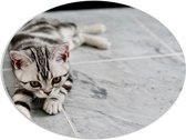 PVC Schuimplaat Ovaal - Zwart met Wit en Grijs Gekleurde Kitten - 108x81 cm Foto op Ovaal (Met Ophangsysteem)