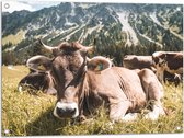 Tuinposter – Liggende Koe bij Berggebied - 80x60 cm Foto op Tuinposter (wanddecoratie voor buiten en binnen)