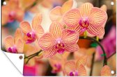 Tuinposter - Tuindoek - Tuinposters buiten - Plant - Orchidee - Bloemen - Roze - Flora - 120x80 cm - Tuin