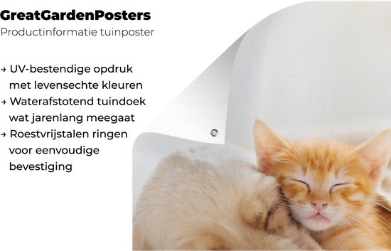 Décoration de jardin Animaux - Chien - Chaton - Rouge - 40x60 cm - Poster de jardin