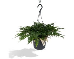 Humata Tyermannii - Ø17cm - 20cm