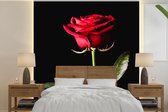Behang - Fotobehang Een rode roos op een zwarte achtergrond - Breedte 260 cm x hoogte 260 cm