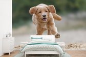 Behang - Fotobehang Een gouden Retriever-puppy - Breedte 330 cm x hoogte 220 cm