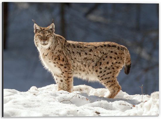 Dibond - Aankijkende Lynx in Landschap Gevuld met Sneeuw - 40x30 cm Foto op Aluminium (Met Ophangsysteem)
