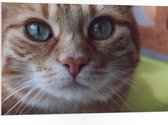 WallClassics - Plaque de Mousse PVC - Tomcat Oranje aux Yeux Verts - Photo 105x70 cm sur Plaque de Mousse PVC (Avec Système d'accrochage)