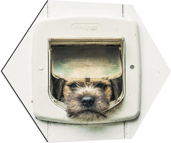 WallClassics - Dibond Hexagon - Hond kijkend door Huisdierklep - Borderterriër - 70x60.9 cm Foto op Hexagon (Met Ophangsysteem)