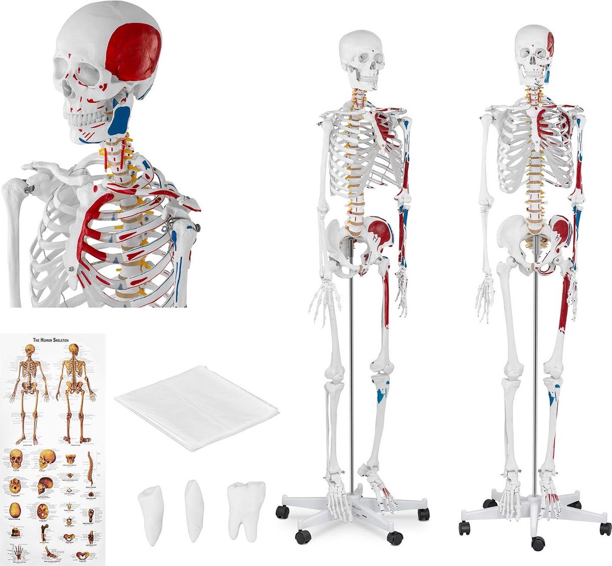 anatomisch skelet - levensgroot - physa