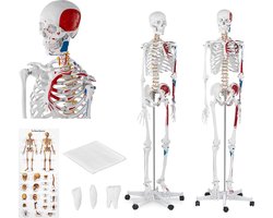 anatomisch skelet - levensgroot - physa