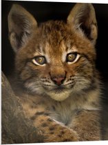 WallClassics - PVC Schuimplaat- Bruine Lynx - 75x100 cm Foto op PVC Schuimplaat
