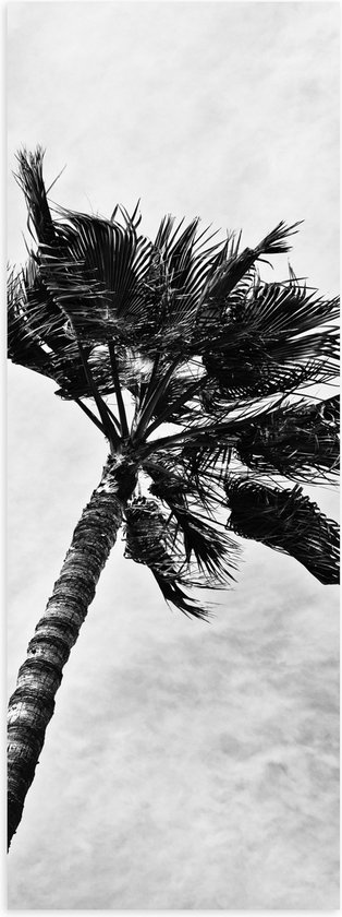 Poster Glanzend – Harde Wind bij Palmboom - Zwart/Wit - 20x60 cm Foto op Posterpapier met Glanzende Afwerking