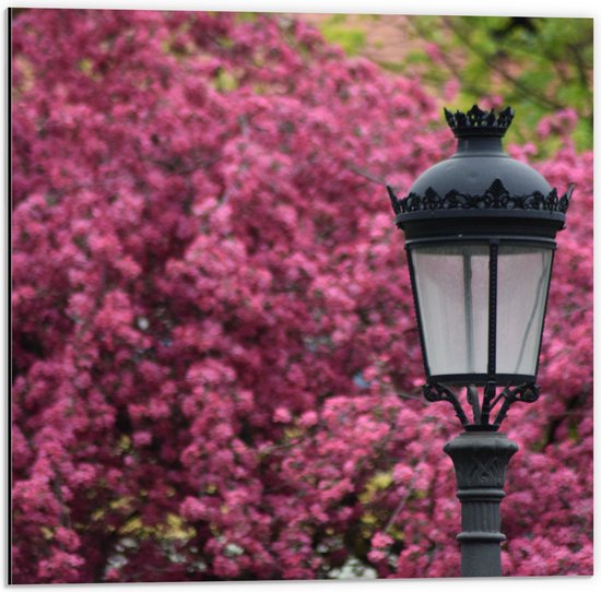 Dibond - Zwarte Klassieke Lantaarnpaal voor Roze Bloemenstruik - 50x50 cm Foto op Aluminium (Wanddecoratie van metaal)