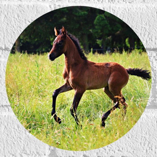 WallClassics - Muursticker Cercle - Poulain brun sautillant dans un champ d'herbe verte - Photo 20x20 cm sur Muursticker