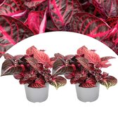 Bol.com Plant in a Box - Iresine Herbstii 'Red' - Set van 2 - Biefstukplant Rood - Kamerplant - Pot 13cm - Hoogte 20-30cm aanbieding